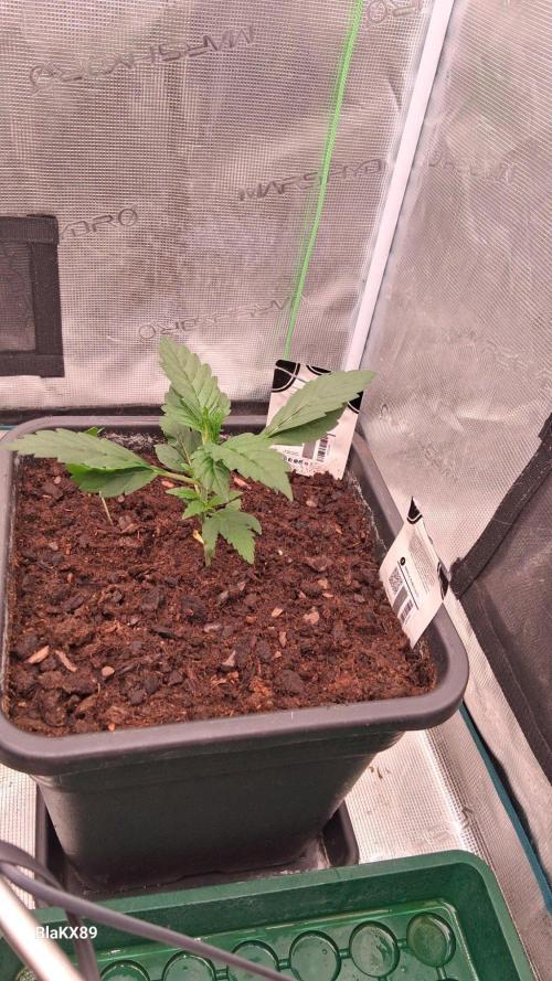 Gorilla Punch Auto 🦍 🥊 Fast Buds. Week 2