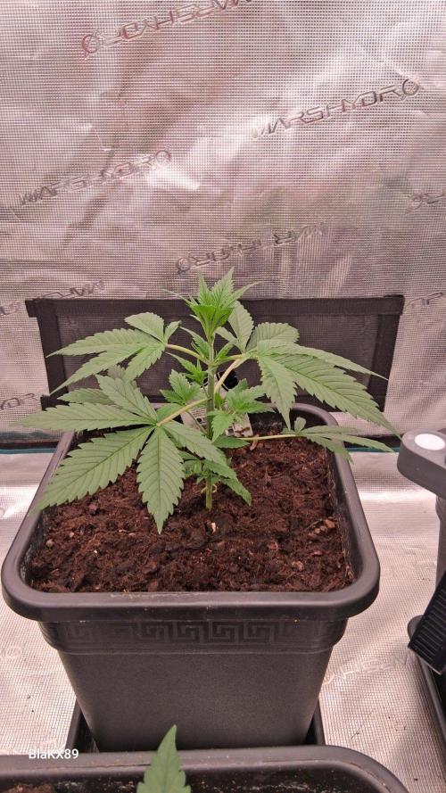 Strawberry Gorilla Auto RF3 🦍🍓. Week 2