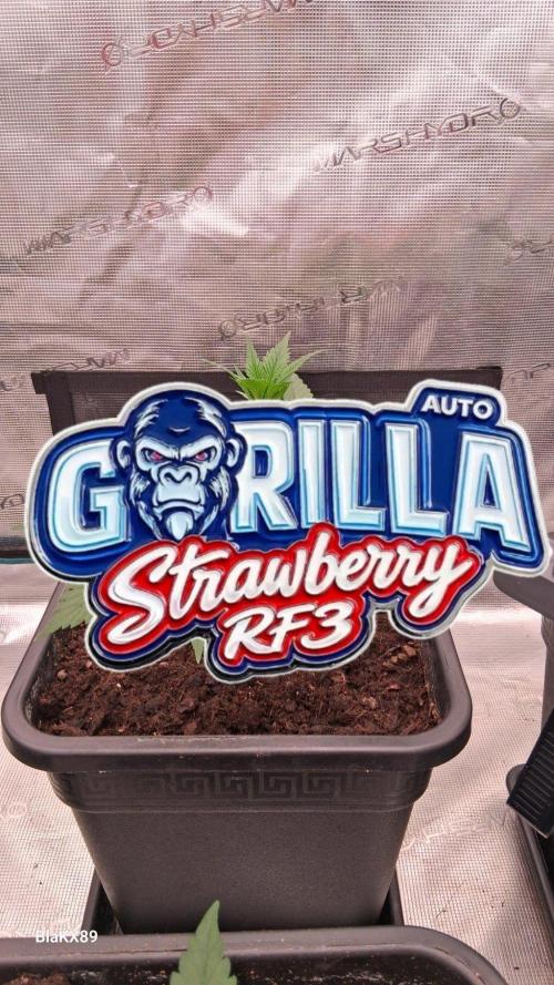 Strawberry Gorilla Auto RF3. Week 2