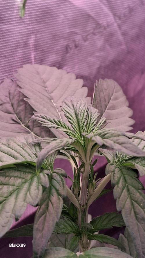 Gorilla Punch Auto 🦍 🥊 Fast Buds. Week 3