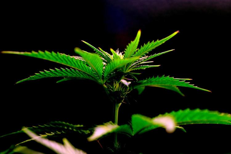 Cherry Bacio. Week 8