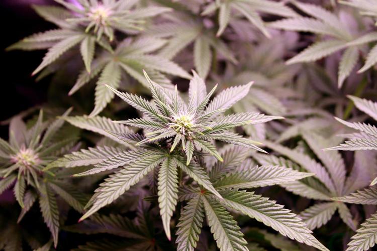 Cherry Bacio. Week 8