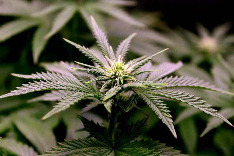 Cherry Bacio. Week 8