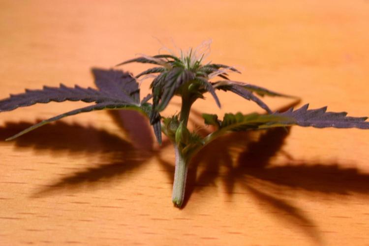 Cherry Bacio. Week 8 - Männliche Geschlechtsmerkmale in den unteren Buds.