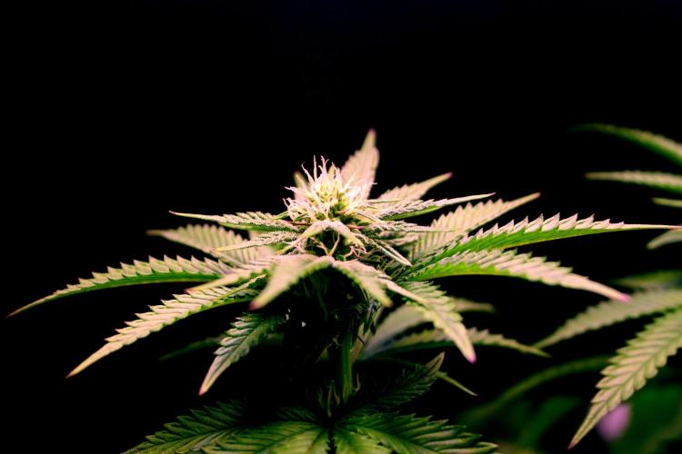 Cherry Bacio. Week 8