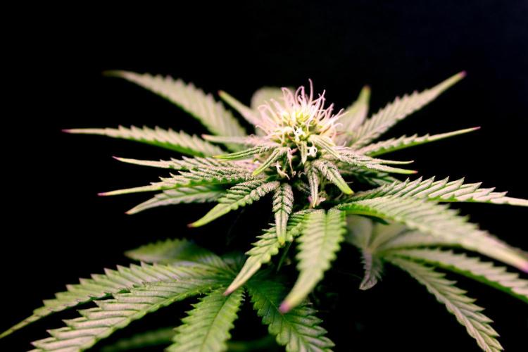 Cherry Bacio. Week 8