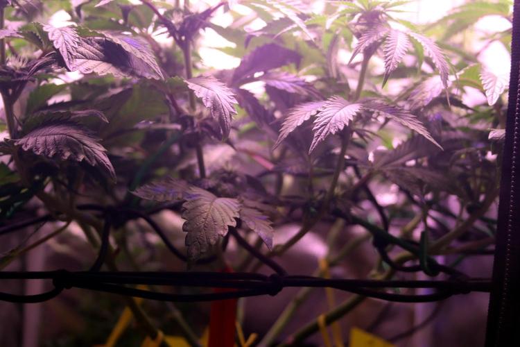 Cherry Bacio. Week 8