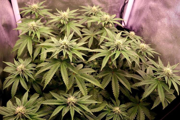 Cherry Bacio. Week 8