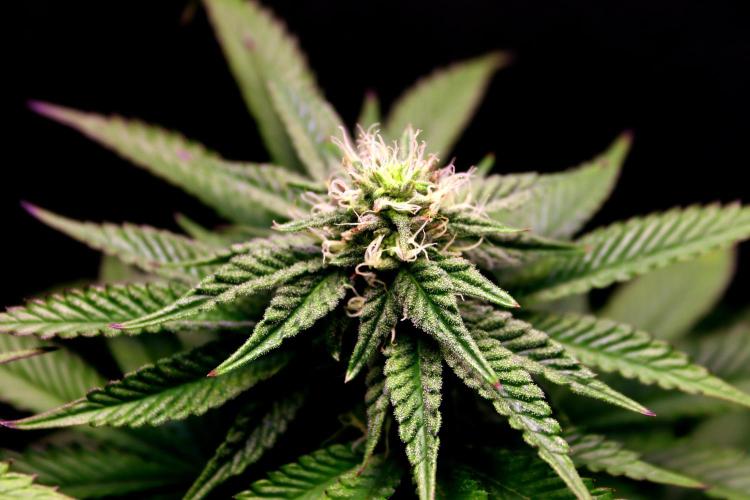 Cherry Bacio. Week 9