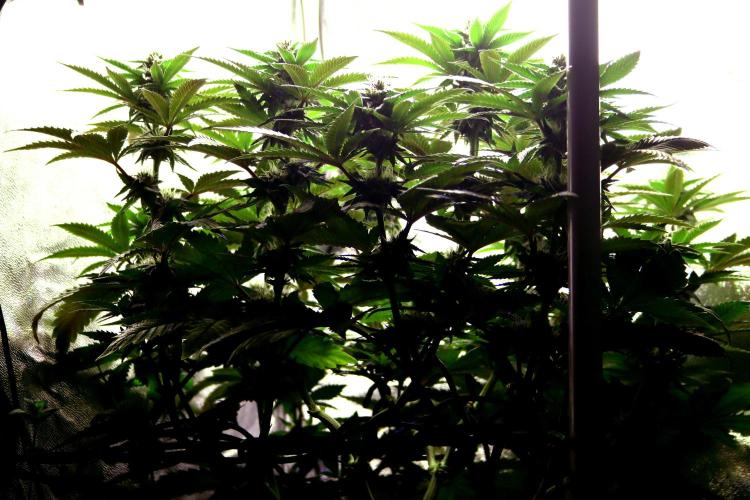 Cherry Bacio. Week 9