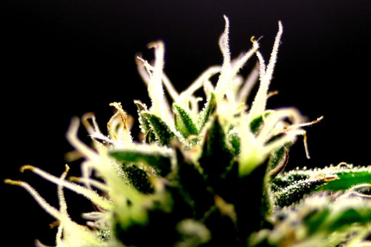 Cherry Bacio. Week 9