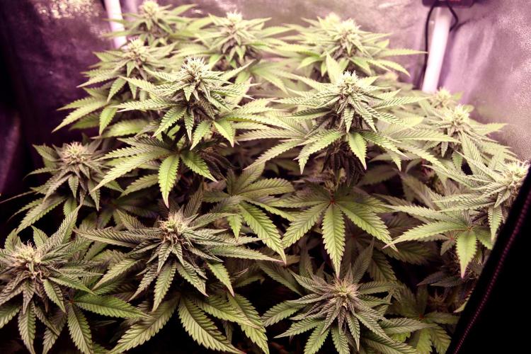 Cherry Bacio. Week 9