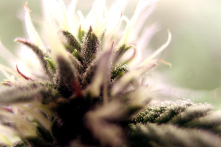 Cherry Bacio. Week 9