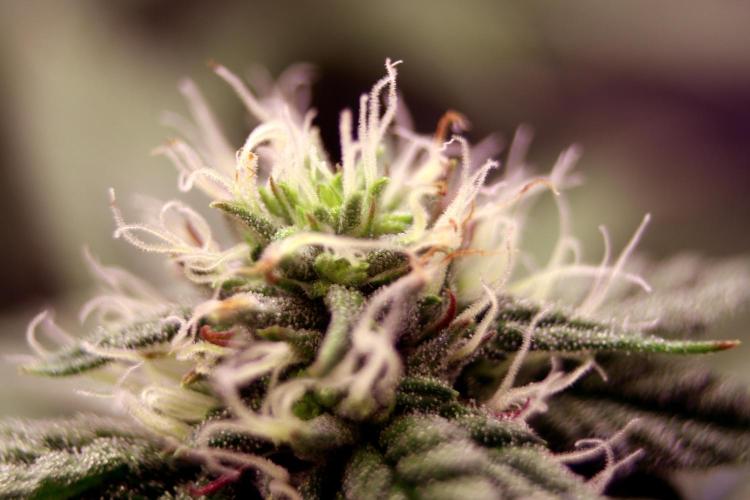 Cherry Bacio. Week 9