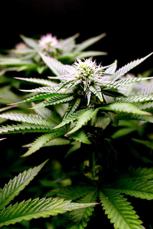 Cherry Bacio. Week 9