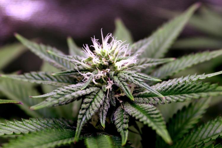 Cherry Bacio. Week 9