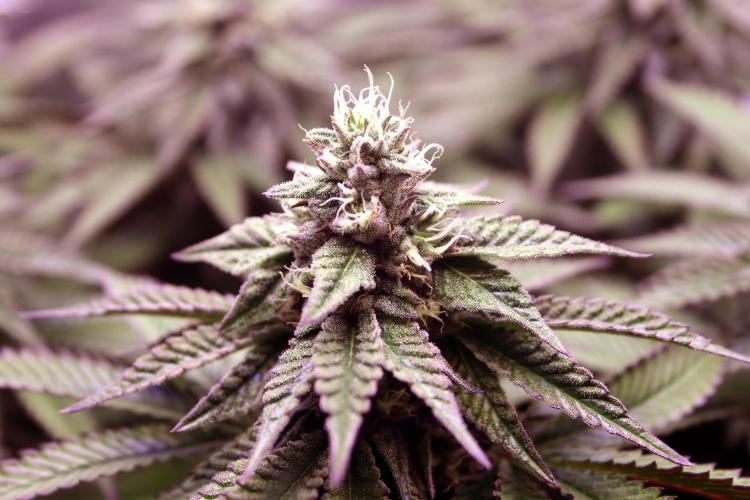 Cherry Bacio. Week 10