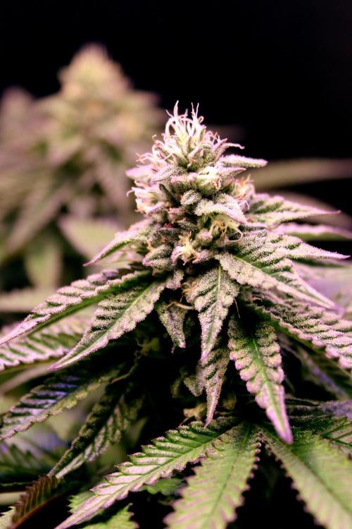 Cherry Bacio. Week 10