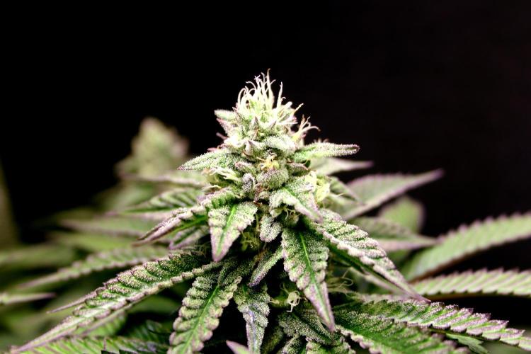 Cherry Bacio. Week 10