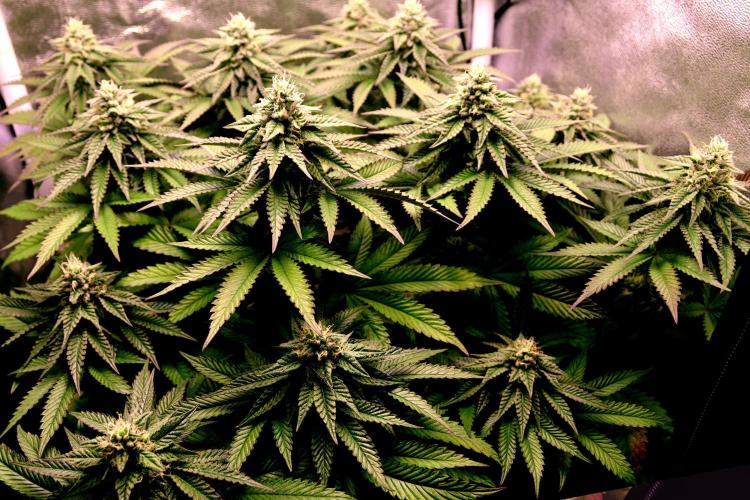 Cherry Bacio. Week 10