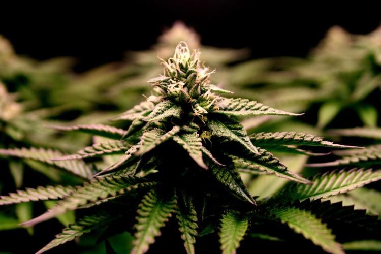 Cherry Bacio. Week 10