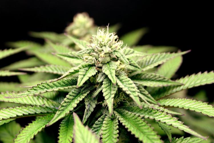 Cherry Bacio. Week 10