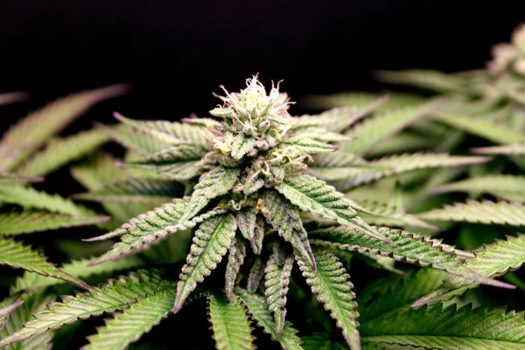 Cherry Bacio. Week 10