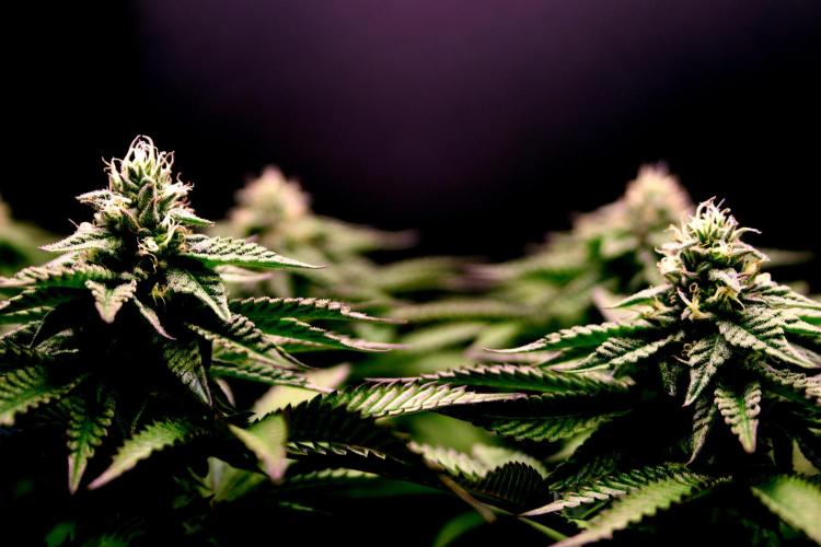 Cherry Bacio. Week 10