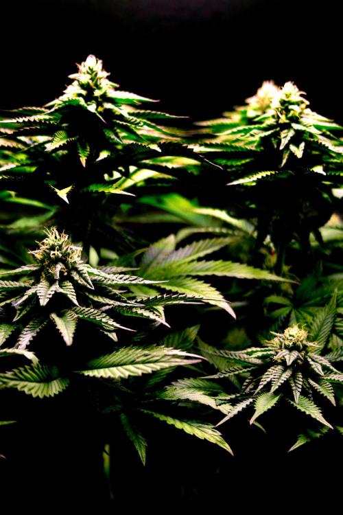 Cherry Bacio. Week 10