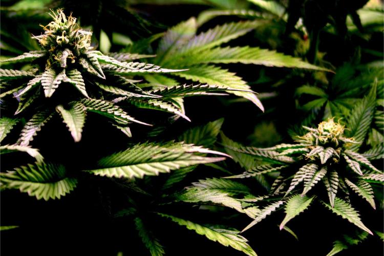 Cherry Bacio. Week 10