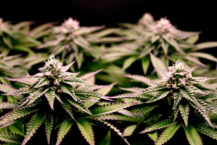 Cherry Bacio. Week 10