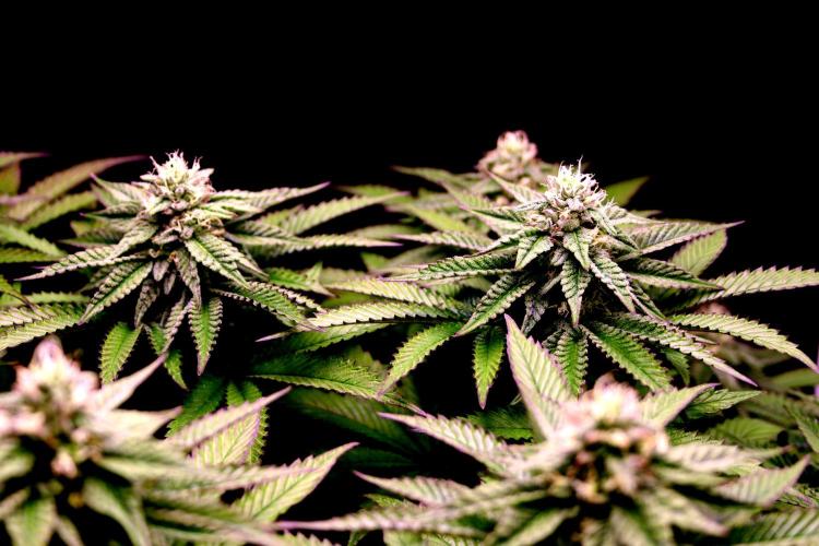 Cherry Bacio. Week 10