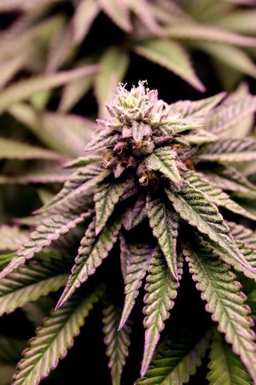 Cherry Bacio. Week 10