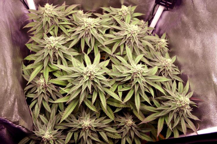 Cherry Bacio. Week 10