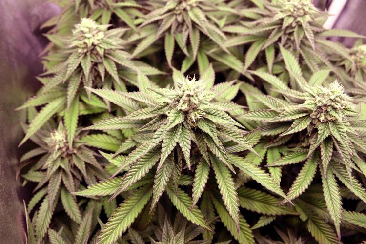 Cherry Bacio. Week 10