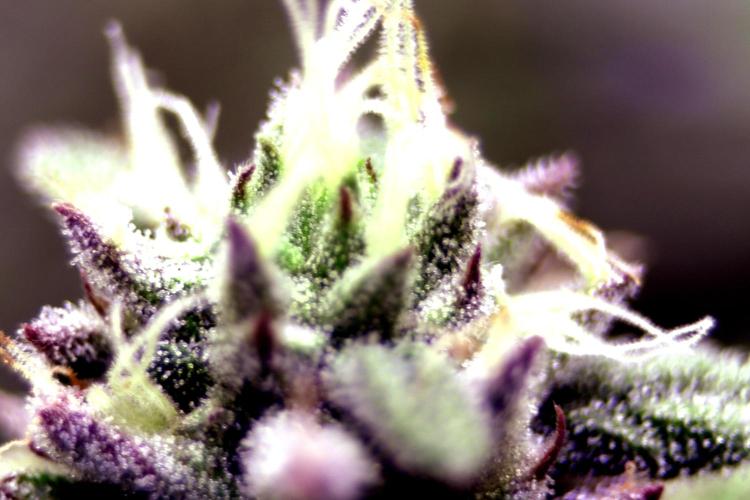 Cherry Bacio. Week 11