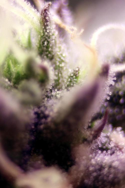 Cherry Bacio. Week 11