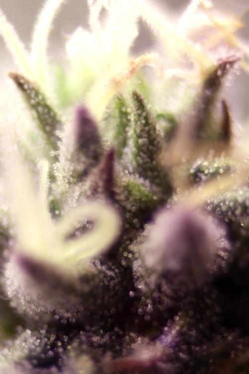 Cherry Bacio. Week 11