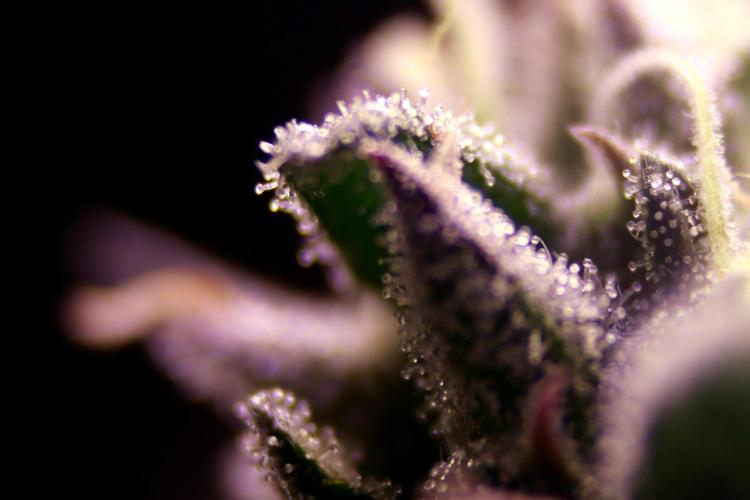 Cherry Bacio. Week 11