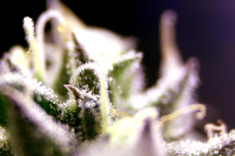 Cherry Bacio. Week 11