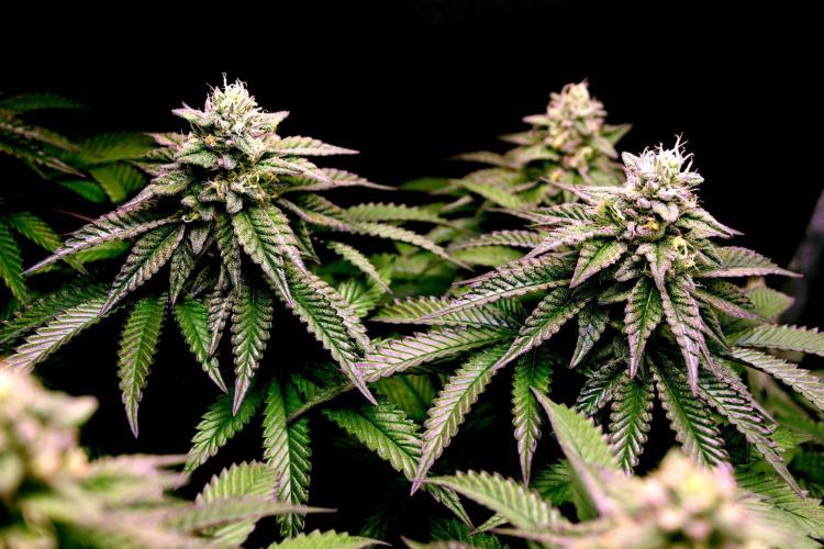 Cherry Bacio. Week 11