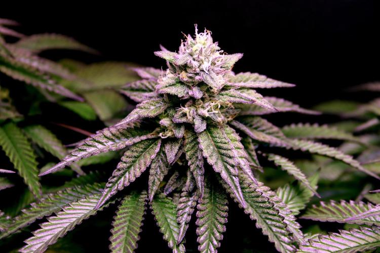 Cherry Bacio. Week 11