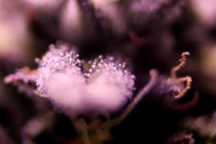 Cherry Bacio. Week 11