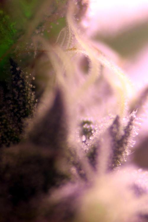 Cherry Bacio. Week 11