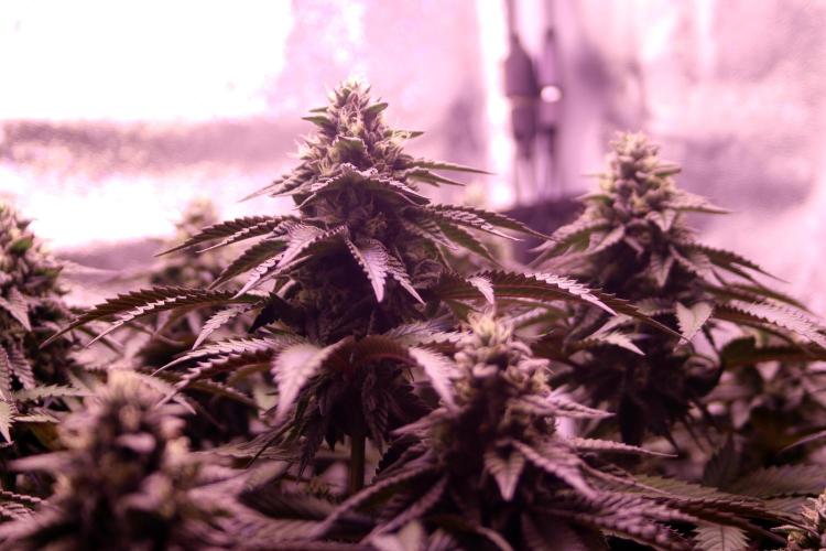 Cherry Bacio. Week 11