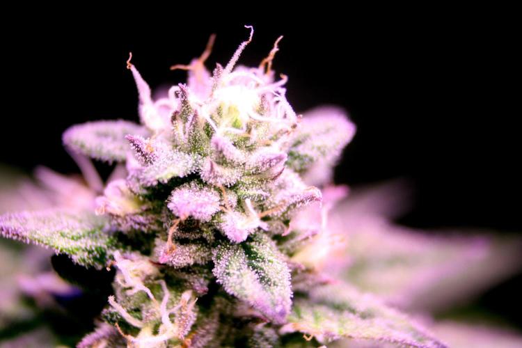 Cherry Bacio. Week 11