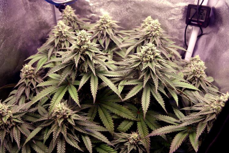 Cherry Bacio. Week 11