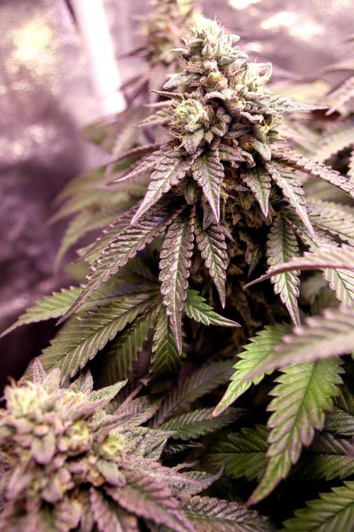 Cherry Bacio. Week 12