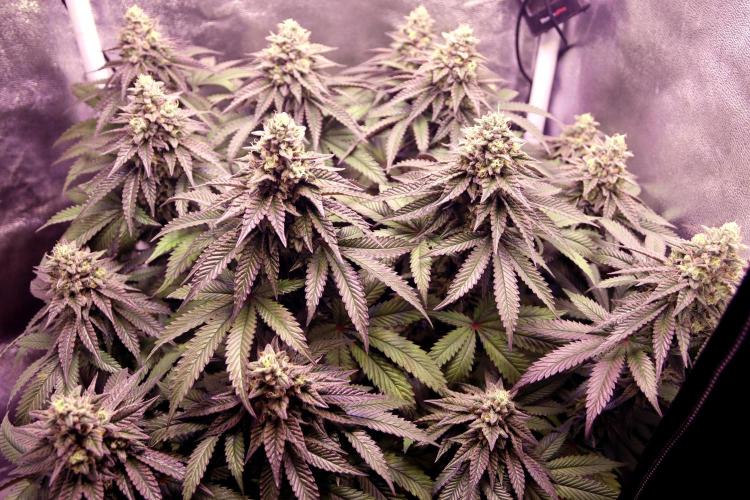 Cherry Bacio. Week 12