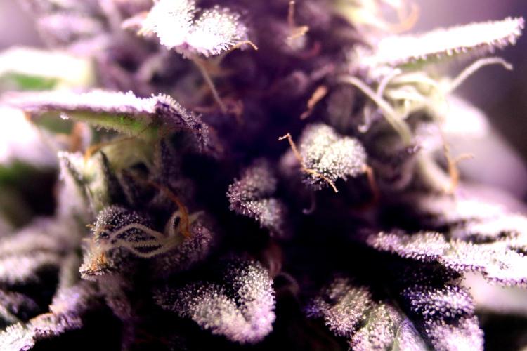 Cherry Bacio. Week 12